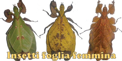 insetti foglia